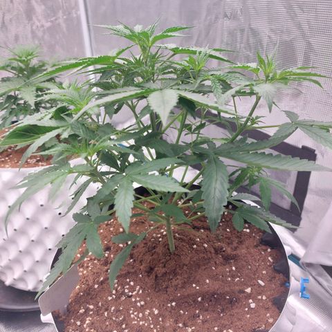 Auto Cinderella Jack growlog timeline photo