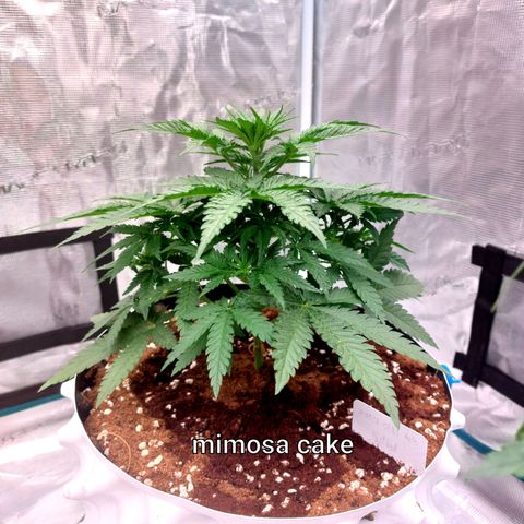 Mimosa Cake Auto growlog timeline photo