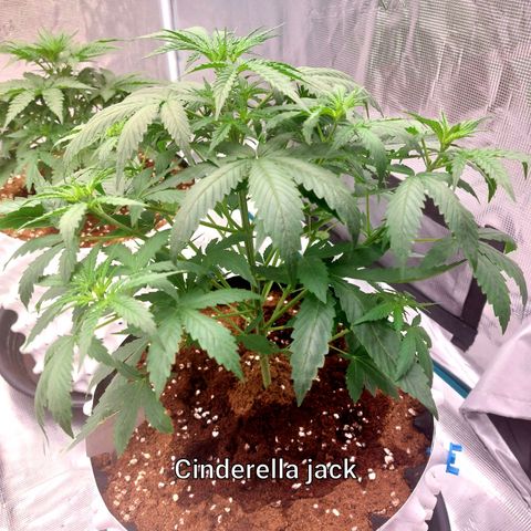 Auto Cinderella Jack growlog timeline photo