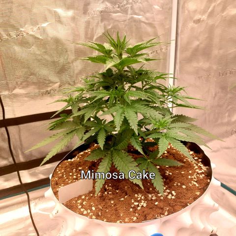 Mimosa Cake Auto growlog timeline photo
