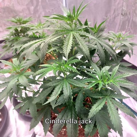 Auto Cinderella Jack growlog timeline photo