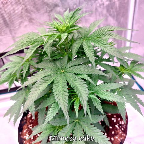 Mimosa Cake Auto growlog timeline photo