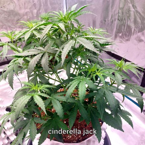 Auto Cinderella Jack growlog timeline photo