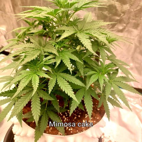 Mimosa Cake Auto growlog timeline photo