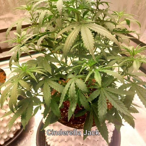 Auto Cinderella Jack growlog timeline photo