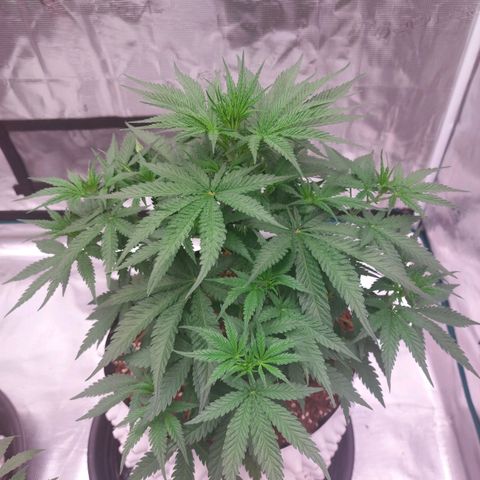 Mimosa Cake Auto growlog timeline photo