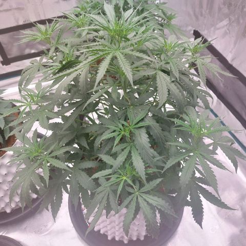 Auto Cinderella Jack growlog timeline photo