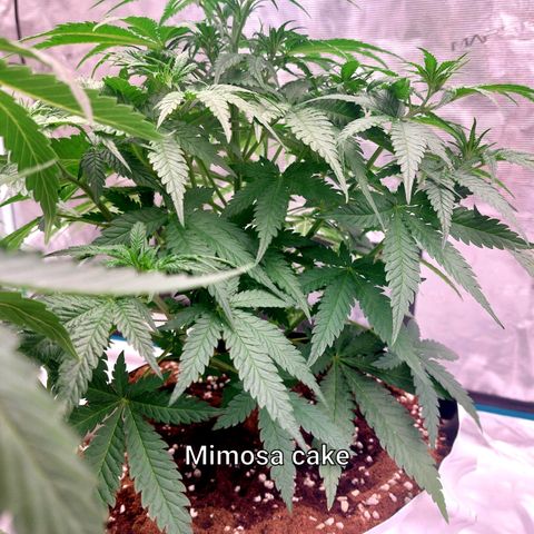 Mimosa Cake Auto growlog timeline photo