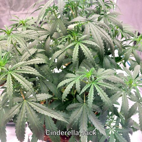Auto Cinderella Jack growlog timeline photo