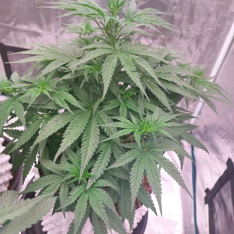 Mimosa Cake Auto growlog timeline photo