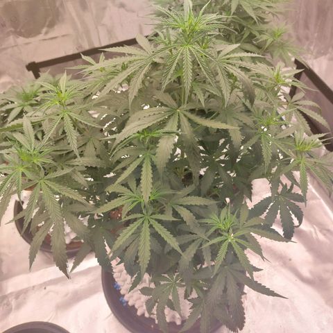 Auto Cinderella Jack growlog timeline photo