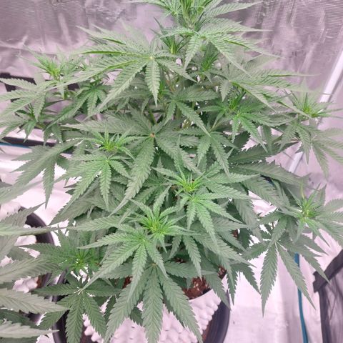 Mimosa Cake Auto growlog timeline photo