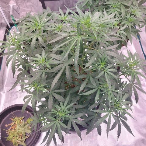 Auto Cinderella Jack growlog timeline photo