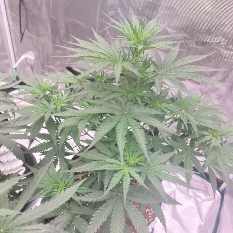 Mimosa Cake Auto growlog timeline photo