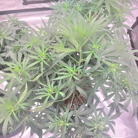 Auto Cinderella Jack growlog timeline photo