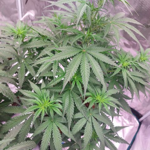 Mimosa Cake Auto growlog timeline photo