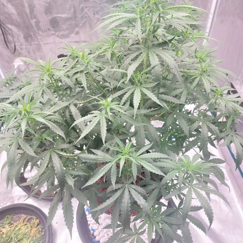 Auto Cinderella Jack growlog timeline photo