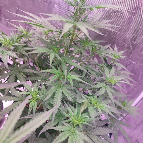 Mimosa Cake Auto growlog timeline photo
