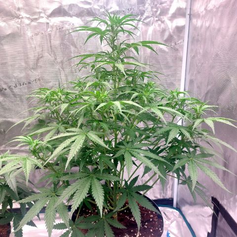 Mimosa Cake Auto growlog timeline photo