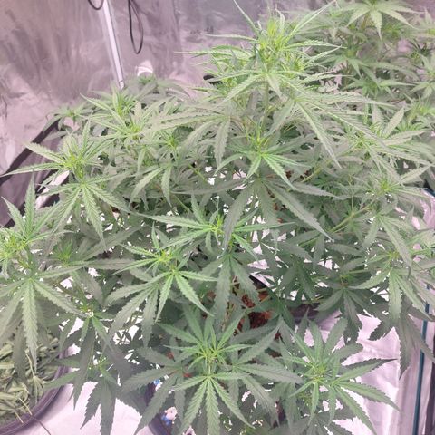 Auto Cinderella Jack growlog timeline photo