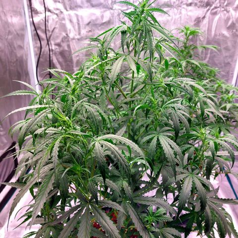 Auto Cinderella Jack growlog timeline photo