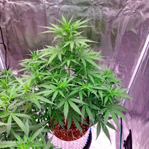 Mimosa Cake Auto growlog timeline photo