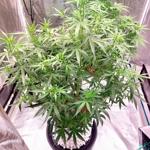 Auto Cinderella Jack growlog timeline photo