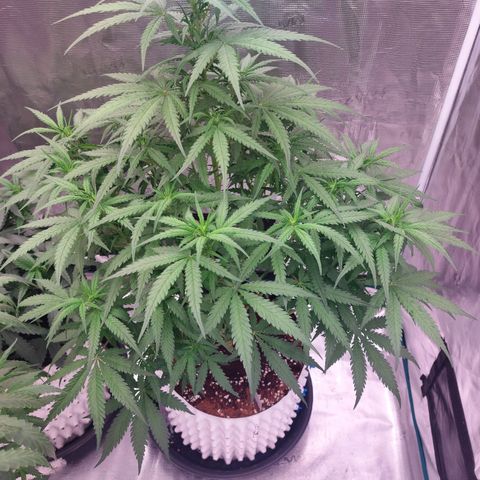 Mimosa Cake Auto growlog timeline photo