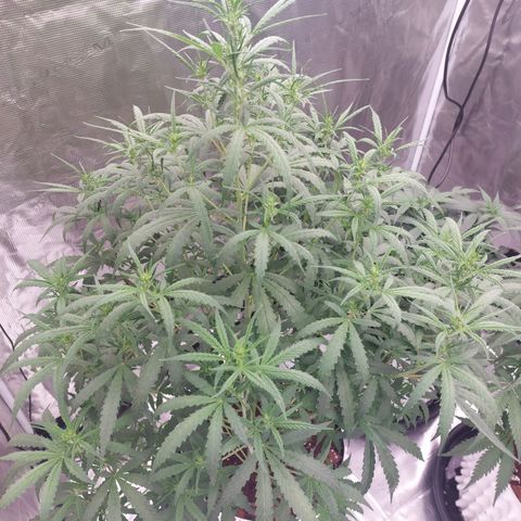 Auto Cinderella Jack growlog timeline photo
