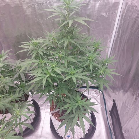 Mimosa Cake Auto growlog timeline photo