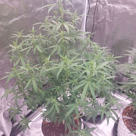Auto Cinderella Jack growlog timeline photo