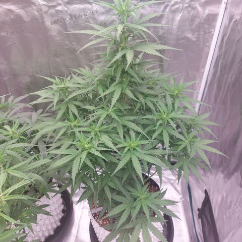 Mimosa Cake Auto growlog timeline photo