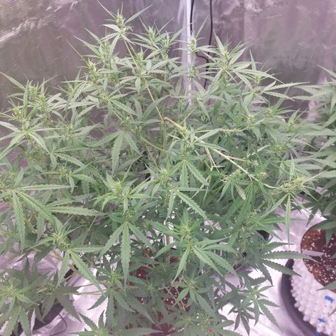 Auto Cinderella Jack growlog timeline photo
