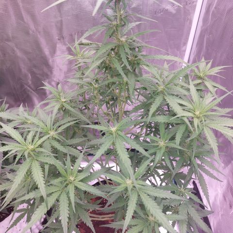 Mimosa Cake Auto growlog timeline photo