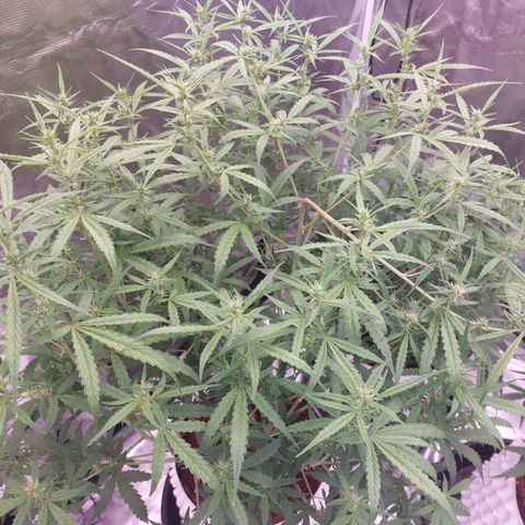 Auto Cinderella Jack growlog timeline photo
