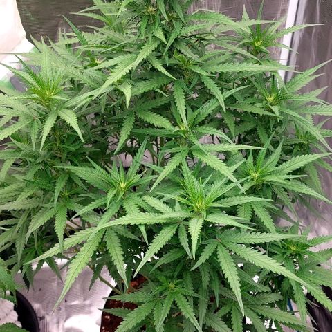 Mimosa Cake Auto growlog timeline photo