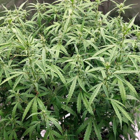Auto Cinderella Jack growlog timeline photo