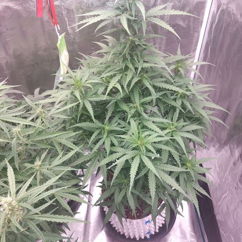 Mimosa Cake Auto growlog timeline photo
