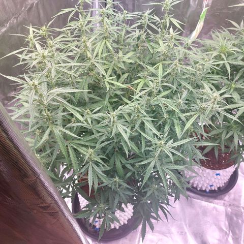 Auto Cinderella Jack growlog timeline photo