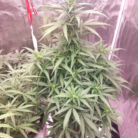 Mimosa Cake Auto growlog timeline photo