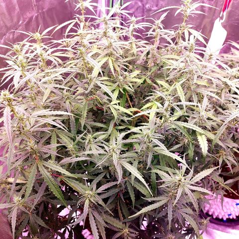 Auto Cinderella Jack growlog timeline photo