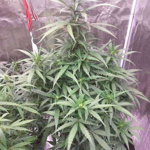 Mimosa Cake Auto growlog timeline photo