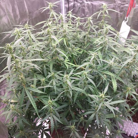 Auto Cinderella Jack growlog timeline photo