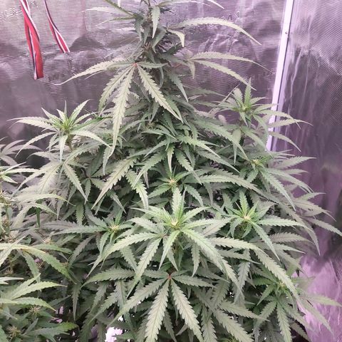 Mimosa Cake Auto growlog timeline photo