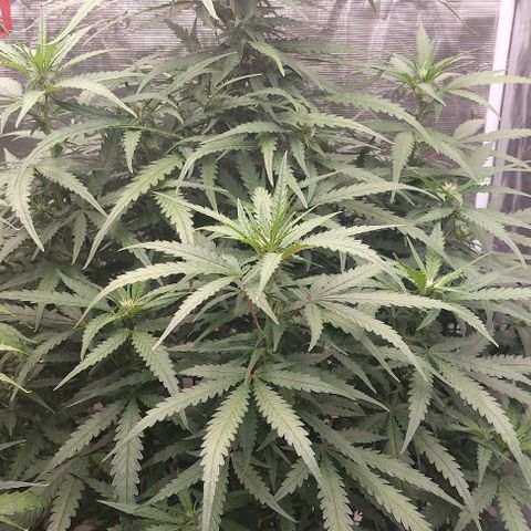 Mimosa Cake Auto growlog timeline photo