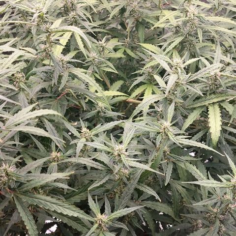 Auto Cinderella Jack growlog timeline photo
