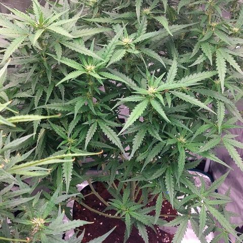 Mimosa Cake Auto growlog timeline photo