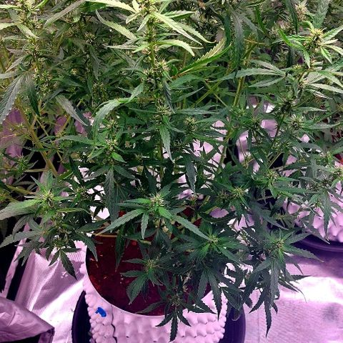 Auto Cinderella Jack growlog timeline photo