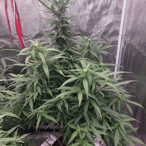 Mimosa Cake Auto growlog timeline photo