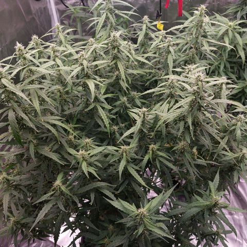 Auto Cinderella Jack growlog timeline photo